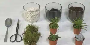 خاک مورد نیاز گل تراریوم