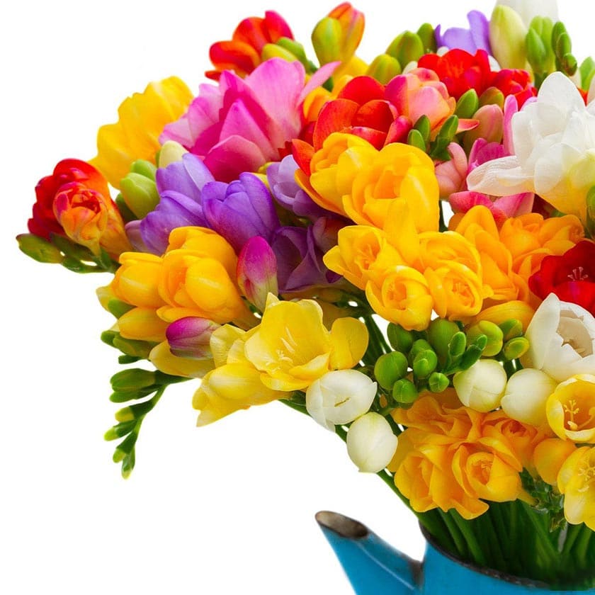 گل فریزیا | گلمون | Golemoon | خرید و معرفی انواع گیاهان آپارتمانی در گلمون