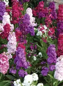 گل شب بو
