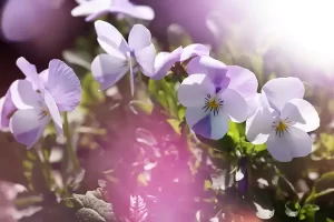 خواص درمانی گل بنفشه برای ریه