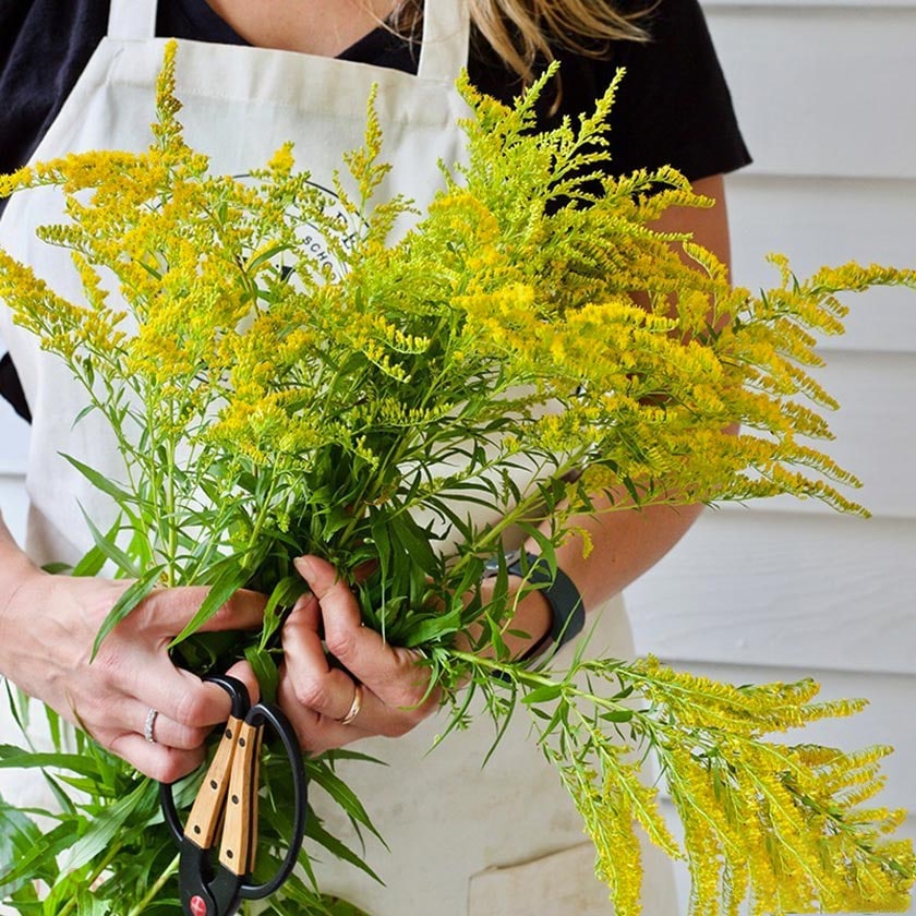 گل آبشار طلایی (علف طلایی) | گلمون | Golemoon | خرید و معرفی انواع گیاهان  آپارتمانی در گلمون
