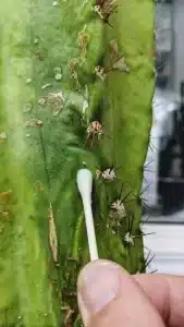 پاک سازی کاکتوس با گوش پاک کن
