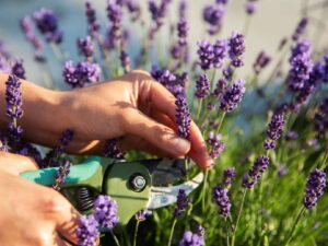 گیاه معطر ودارویی