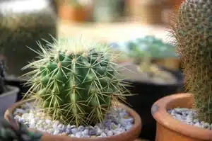 نحوه نگهداری از گیاه کاکتوس
