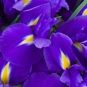 خرید گل زنبق و نحوه نگهداری و بررسی انواع گل زنبق + عکس