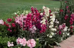 خاک مناسب رشد گل شب بو