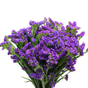 خرید گل استاتیس