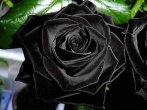 معرفی کامل گل رز سیاه
