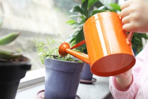 روش های مراقبت از گل و گیاه آپارتمانی