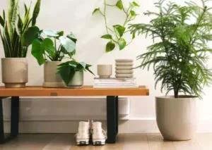 مکان مناسب برای قرارگیری گیاهان آپارتمانی جهت دریافت نور