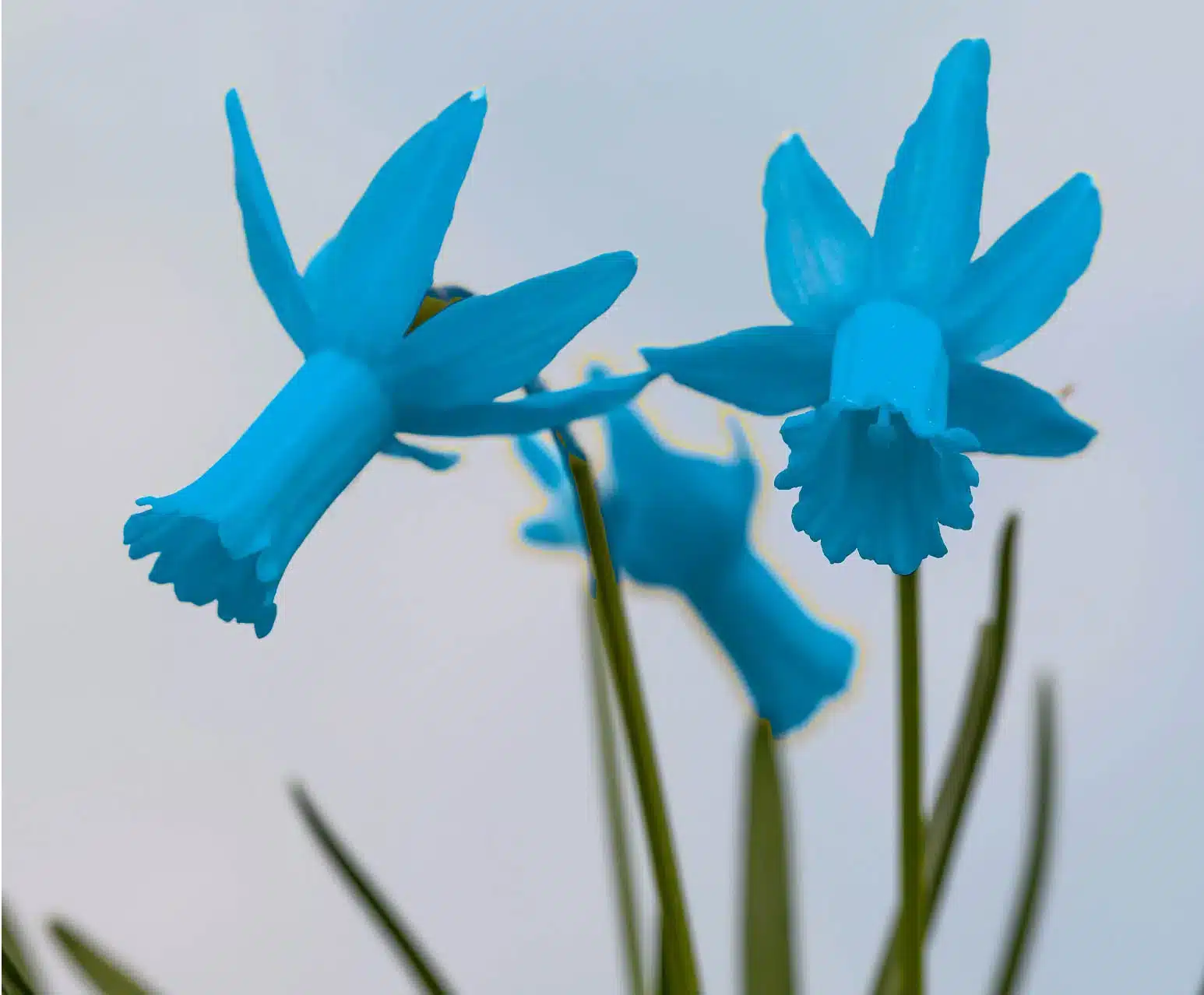 عکس گل نرگس آبی