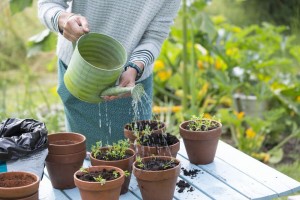 آب مورد نیاز گیاهان آپارتمانی و روش آن