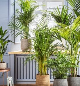 اندازه و شکل گیاهان آپارتمانی