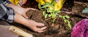 چگونه خاک گلدان را تعویض کنیم؟