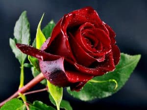 گل سرخ و گل رز چه تفاوتی با یکدیگر دارند.