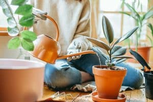 بهترین شرایط برای رشد گیاهان آپارتمانی