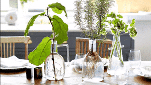 چگونگی نگهداری گیاهان آپارتمانی
