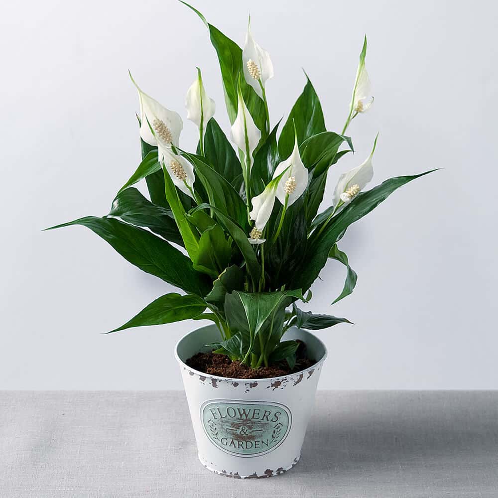 5 راهکار مناسب برای نگهداری از گل و گیاه در خانه