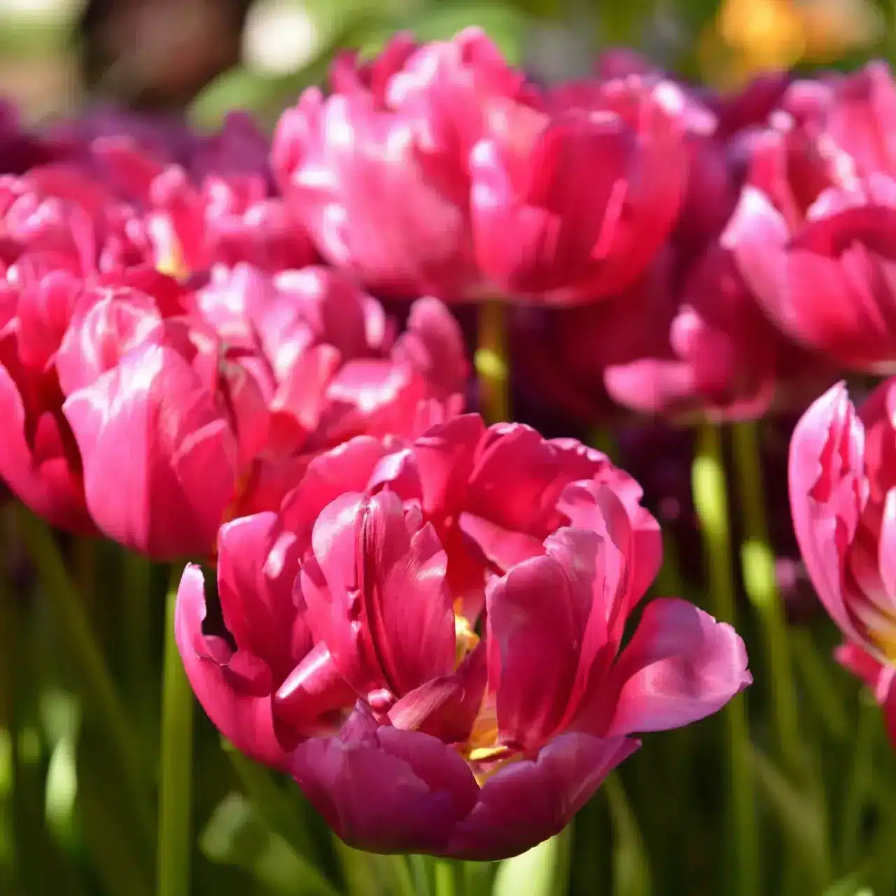 The number of tulip petals