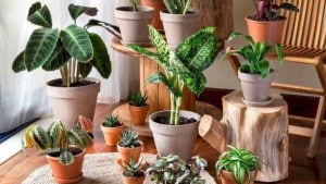 5 راهکار مناسب برای نگهداری از گل و گیاه در خانه