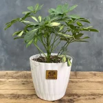 خرید گیاه شفلرا