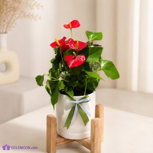 خرید گیاه آنتریوم