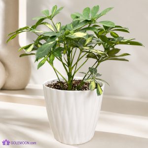 خرید گیاه شفلرا