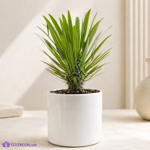 خرید گیاه نخل مادگاسکار