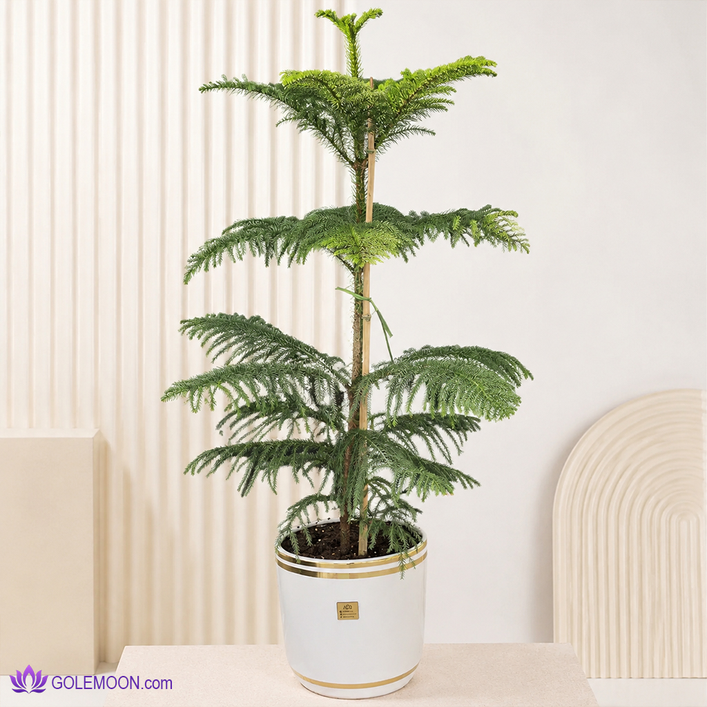 خرید گیاه کاج مطبق خرید گیاه کاج مطبق