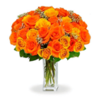 خرید 36 گل رز نارنجی ساقه بلند (کانادا)