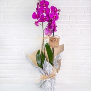 ViaBonte-Pixies و Orchids