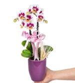خرید طرح ارکیده میدی دالماسی 2 شاخه در گلدان سرامیکی بنفش (ترکیه)
