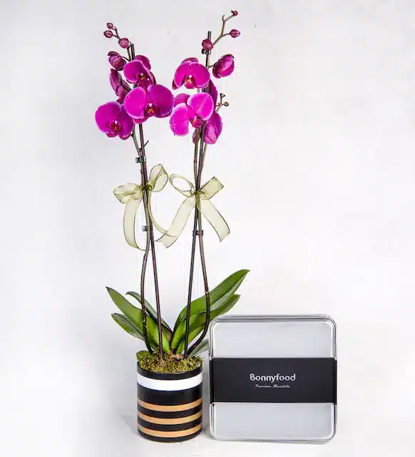 2 شاخه ارکیده بنفش و شکلات مربعی مخصوص در گلدان راه راه طلا
