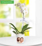 خرید ارکیده Phalaenopsis تک شاخه در گلدان شخصی (ترکیه)