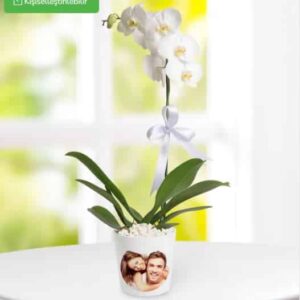 خرید ارکیده Phalaenopsis تک شاخه در گلدان شخصی (ترکیه)