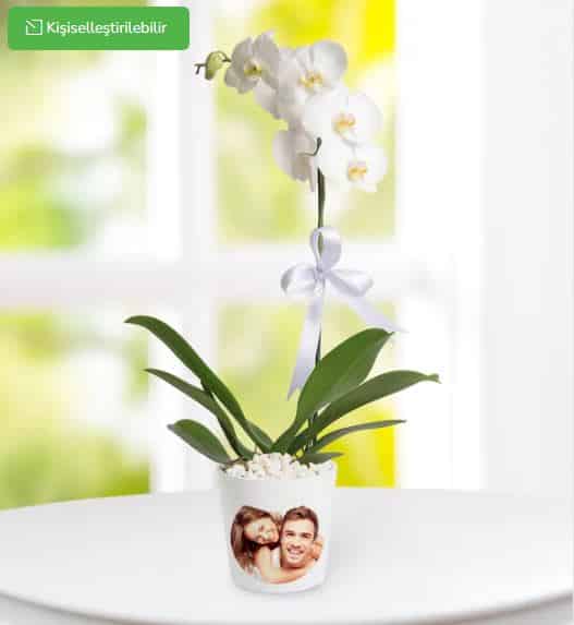 ارکیده Phalaenopsis تک شاخه در گلدان شخصی
