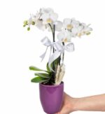 خرید طرح ارکیده میدی سفید 2 شاخه در گلدان سرامیکی بنفش (ترکیه)