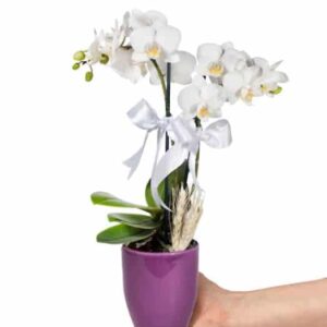 طرح ارکیده میدی سفید 2 شاخه در گلدان سرامیکی بنفش