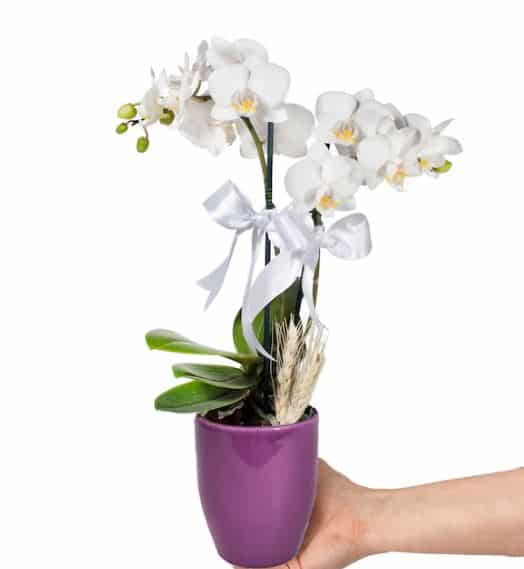 طرح ارکیده میدی سفید 2 شاخه در گلدان سرامیکی بنفش