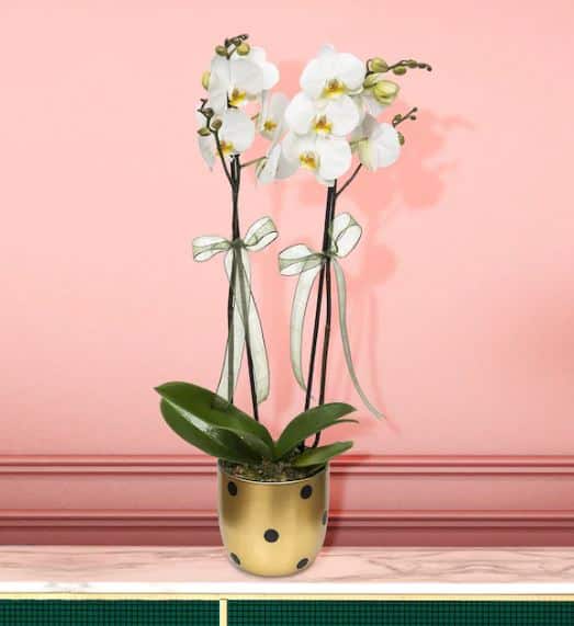 2 شاخه ارکیده سفید در یک گلدان پولکا