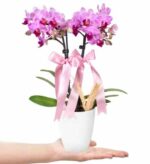 خرید طرح ارکیده میدی ۲ شاخه صورتی در گلدان سرامیکی سفید (ترکیه)