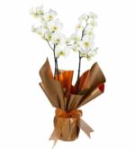 خرید 2 شاخه گل ارکیده سفید (ترکیه)