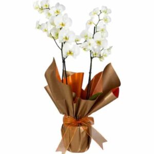 خرید 2 شاخه گل ارکیده سفید (ترکیه)