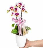 خرید طرح ارکیده میدی دالماسی 2 شاخه در گلدان سرامیکی سفید (ترکیه)