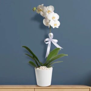 گل ارکیده Phalaenopsis