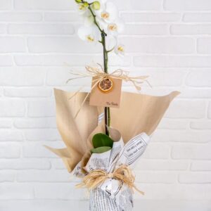 خرید ViaBonte-Fairies و Orchids سفید(ترکیه)