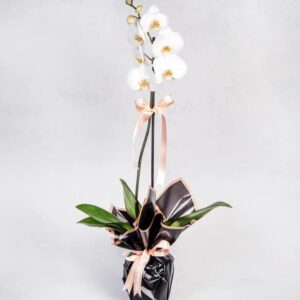 ارکیده منفرد Phalaenopsis سفید