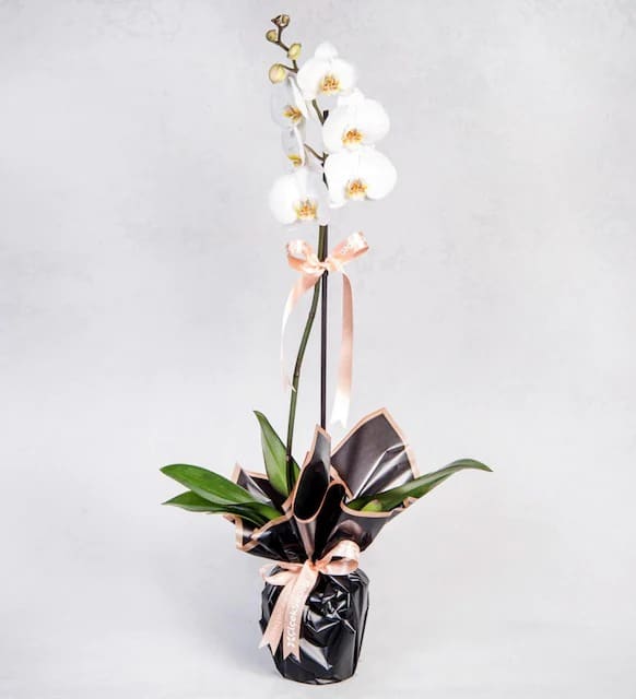 خرید ارکیده منفرد Phalaenopsis سفید (ترکیه)