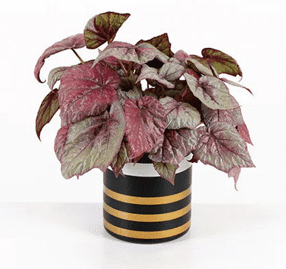 Begonia Rex Maori Haze in Black Striped Vase خرید بگونیا رکس-مائوری مه در گلدان راه راه مشکی (ترکیه)