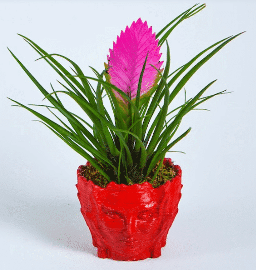 Face Serisi Red Tillandsia خرید رخ سریسی سرخ خاکستری(ترکیه)